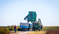 Cotton harvest