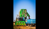 Cotton harvest