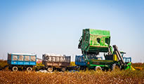 Cotton harvest