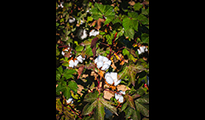 Cotton harvest