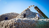 Cotton harvest