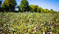 Cotton harvest