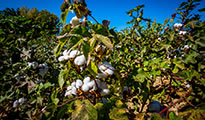 Cotton harvest