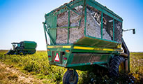 Cotton harvest