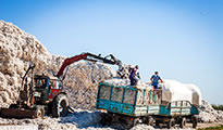 Cotton harvest