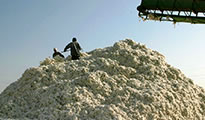 Cotton harvest