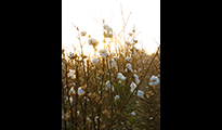 Cotton harvest