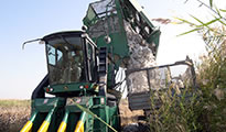 Cotton harvest