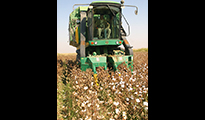 Cotton harvest