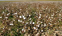 Cotton harvest