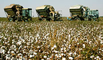 Cotton harvest