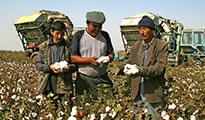 Cotton harvest