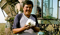 Cotton harvest