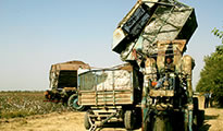 Cotton harvest