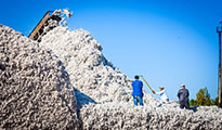 Cotton harvest